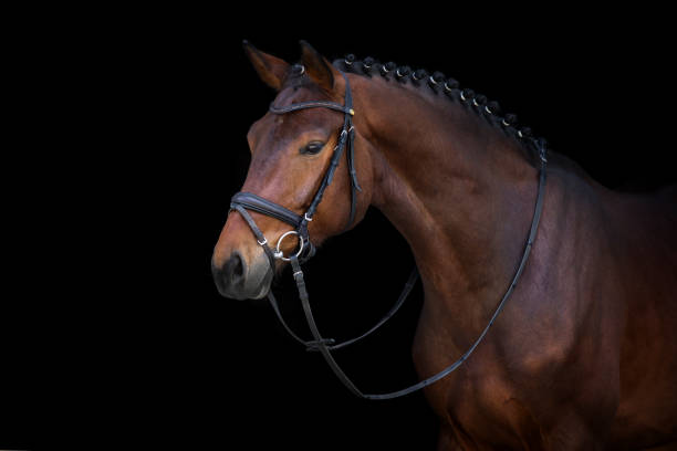 istock Horse in bridle 957736824