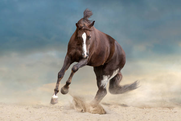 istock Horse gallops in sand 957737004