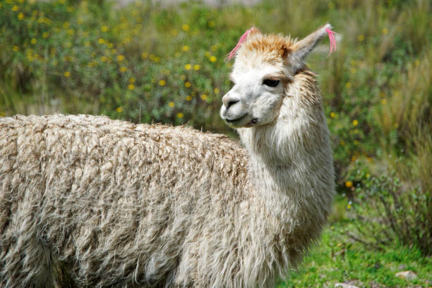 Llama Looking Peru Peruvian Culture Stock Photos, Pictures & Royalty-Free  Images - iStock