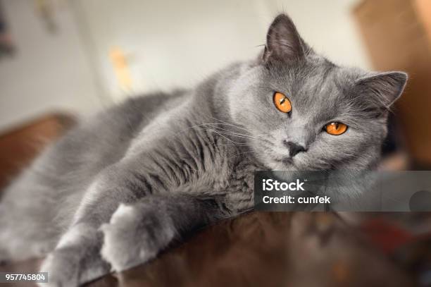 아름 다운 Chartreux 샤트룩스에 대한 스톡 사진 및 기타 이미지 - 샤트룩스, 애완고양이, 0명