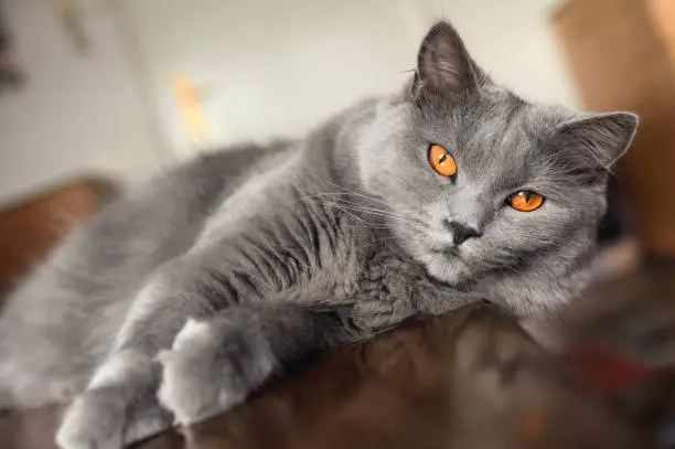 Chartreux Cat Portrait, cat lying down on the table