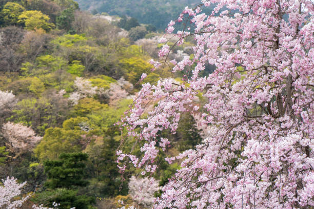 istock Kyoto's Cherry Blossom - Spring Landscape in Arashiyama Kyoto Japan 957745836