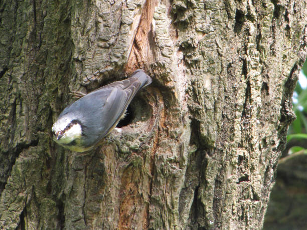 un pájaro del pájaro de la presa sube por el hueco del árbol. sobrevivir en la naturaleza. el plumaje es azul y amarillo. plumas del clima templado de europa. protección del medio ambiente. - tree hole bark brown fotografías e imágenes de stock