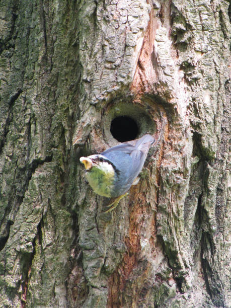 un pájaro del pájaro de la presa sube por el hueco del árbol. sobrevivir en la naturaleza. el plumaje es azul y amarillo. plumas del clima templado de europa. protección del medio ambiente. - tree hole bark brown fotografías e imágenes de stock