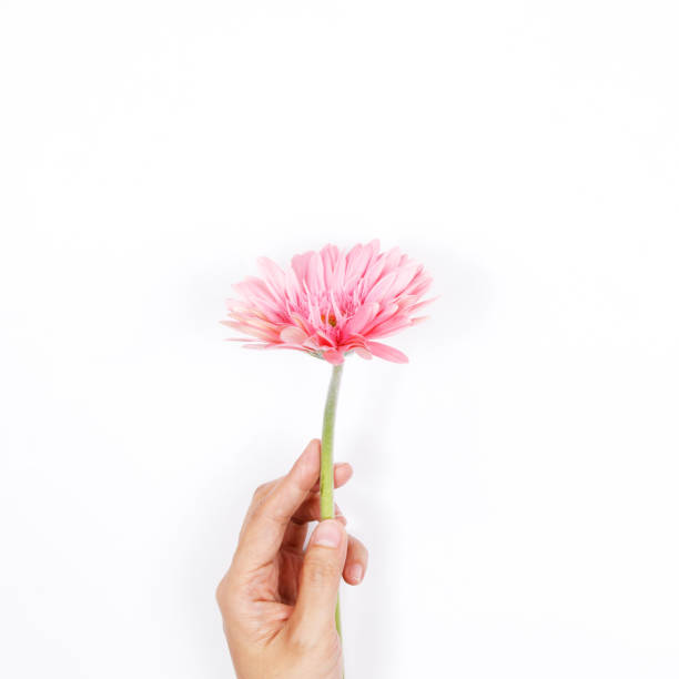 frau hand halten rosa blume auf weißem hintergrund. - flower sparse single flower gerbera daisy stock-fotos und bilder