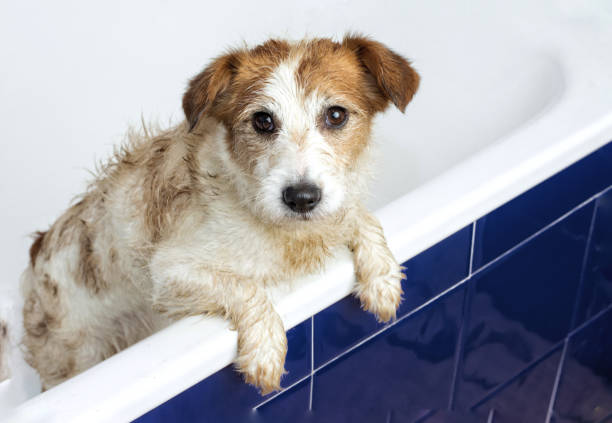 istock MUDDY DIRTY JACK RUSSELL DOG TAKING A BATHTUB WITH PAWS HANGING OVER EDGE 957749268