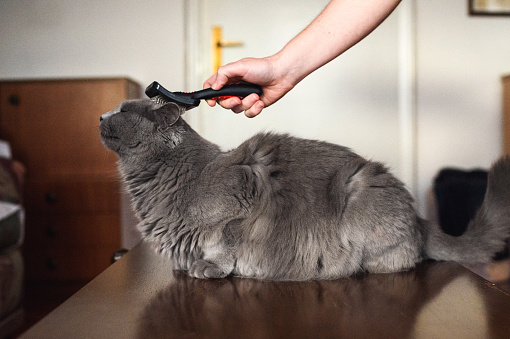 Brushing and grooming Chartreux Cat on the tableChartreux Cat