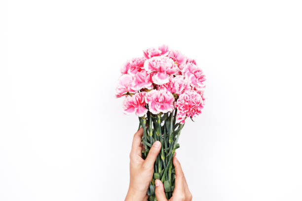 istock Woman hand hold pink carnation on white background 957753458