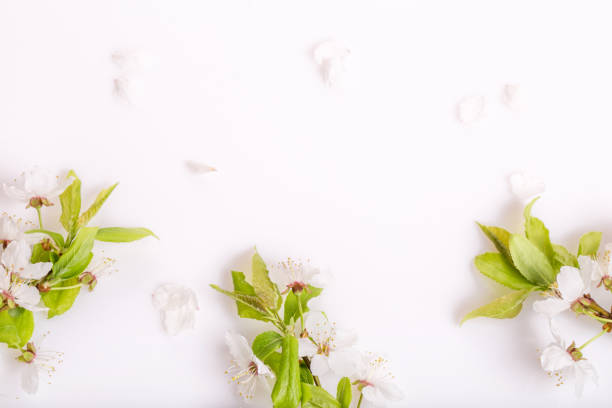 istock Festive flower composition on the white wooden background. Overhead view 957753526
