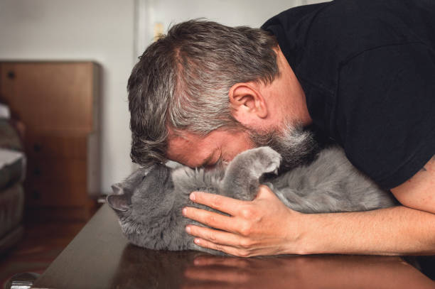 istock Head on the belly with Chartreux 957753564