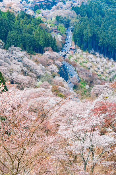 istock Nara's cherry blossoms, Spring Landscape in Yoshino Nara Japan 957759718