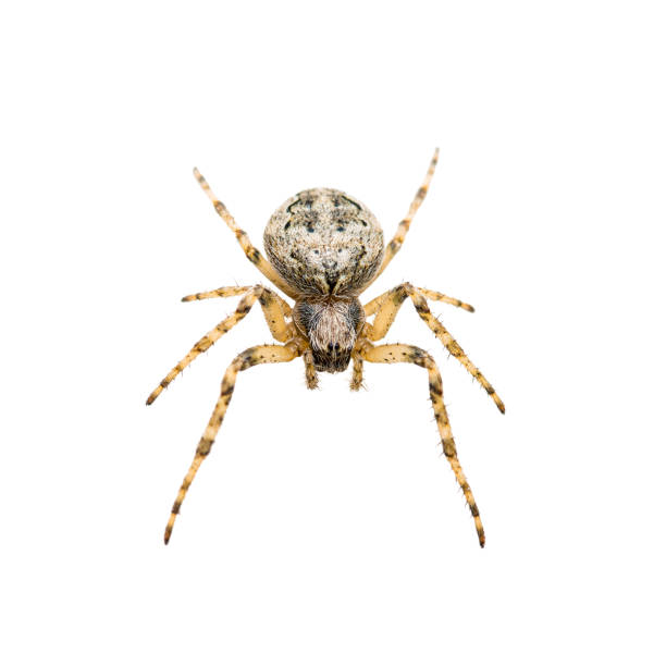 Crawling Spider Arachnid Insect Isolated on White stock photo