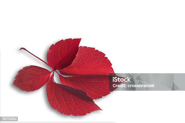 Red Pozostawić Z Cień - zdjęcia stockowe i więcej obrazów Nerw liścia - Nerw liścia, Odejście, Bez ludzi