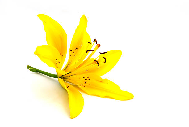 노란색 릴리 - asiatic lily 뉴스 사진 이미지