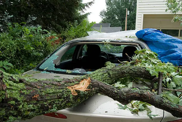 Rear windshield of a car shattered by a tree limb which has fallen during a thunderstorm. 