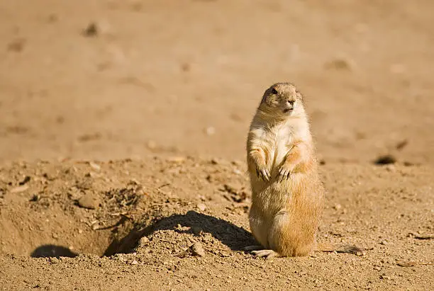 Photo of Black-tailed prairie-dog