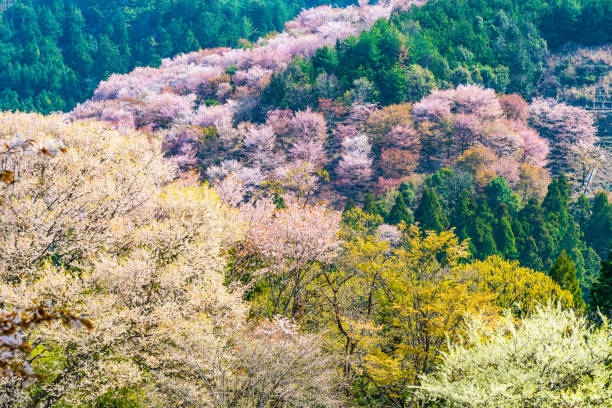 istock Nara's cherry blossoms, Spring Landscape in Yoshino Nara Japan 957762708