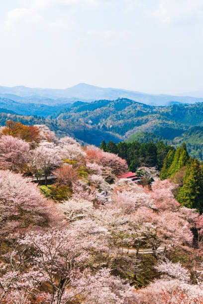 istock Nara's cherry blossoms, Spring Landscape in Yoshino Nara Japan 957762776