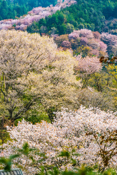 istock Nara's cherry blossoms, Spring Landscape in Yoshino Nara Japan 957763230