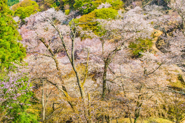 istock Nara's cherry blossoms, Spring Landscape in Yoshino Nara Japan 957763406