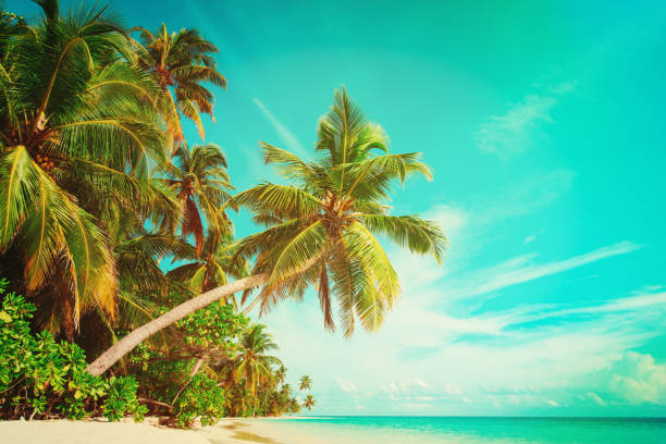istock tropical sand beach with palm trees 957764062