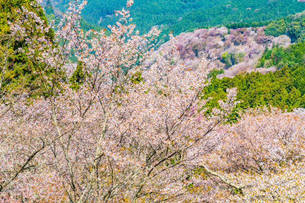 istock Nara's cherry blossoms, Spring Landscape in Yoshino Nara Japan 957764440