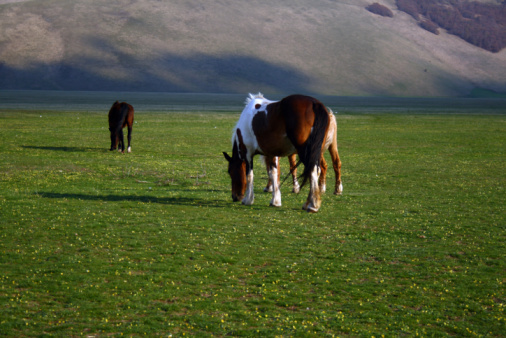 One brown wild horse grazing on pasture up in the mountains in the summer.