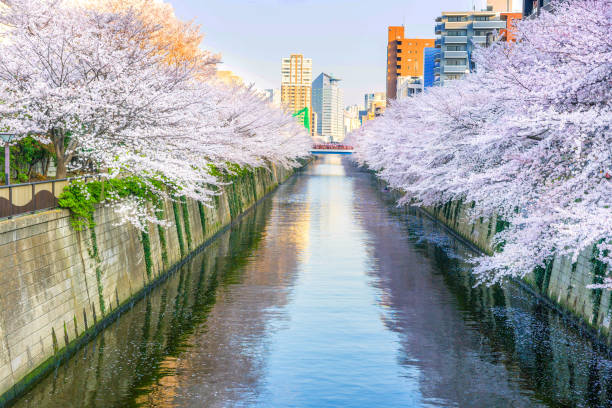 istock Cherry Blossoms along the Meguro River. 957767400