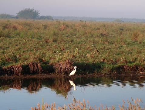 A white crane standing on swampland. Tranquil, serene scene.