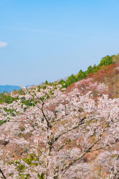 istock Nara's cherry blossoms, Spring Landscape in Yoshino Nara Japan 957768220