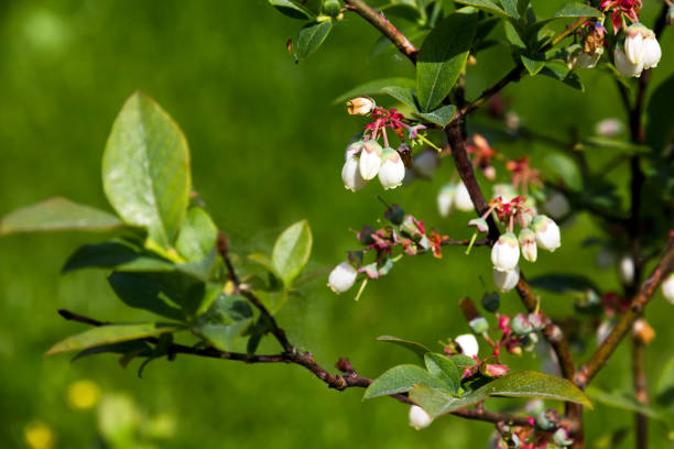 istock Bog blueberry flowers (Vaccinium uliginosum). 957768466