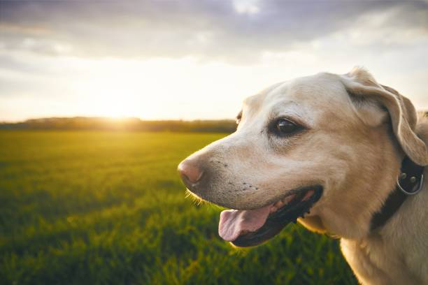 Happy dog at the sunset Portrait of the happy dog at the sunset. Labrador retriver against landscape. golden hour photos stock pictures, royalty-free photos & images