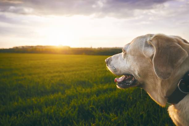 Portrait of the happy dog at the sunset. Labrador retriver looking at the sun.
