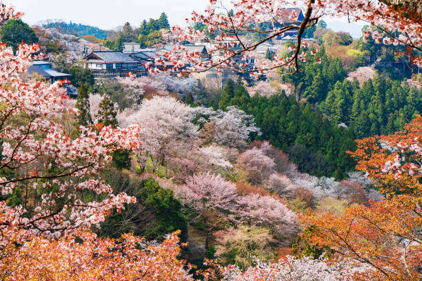 istock Nara's cherry blossoms, Spring Landscape in Yoshino Nara Japan 957769180