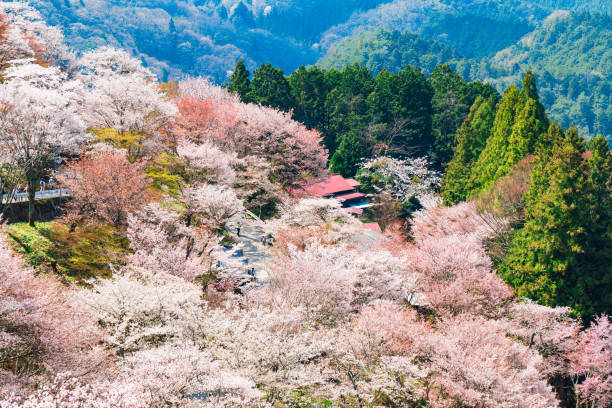 istock Nara's cherry blossoms, Spring Landscape in Yoshino Nara Japan 957769200