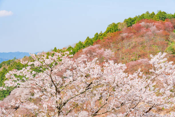 istock Nara's cherry blossoms, Spring Landscape in Yoshino Nara Japan 957769942