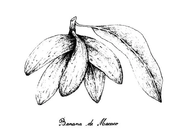 Vector illustration of Hand Drawn of Banana de Macaco Fruits on White Background