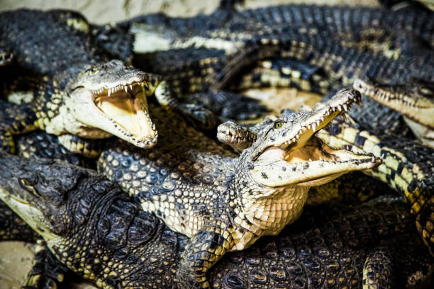 istock A couple of crocodiles 957770318