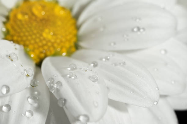 istock Chamomile close up with drops of water 957770568