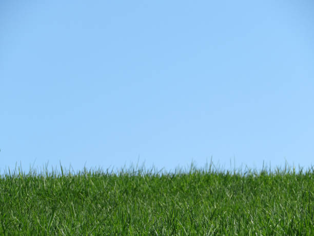 istock Skyline with green grass and clear blue sky 957770786