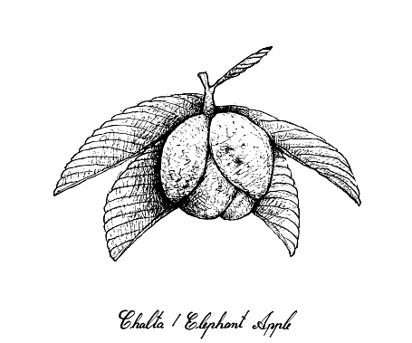 Tropical Fruit, Illustration of Hand Drawn Sketch Chalta, Elephant Apple or Dillenia Indica Fruits Isolated on White Background.