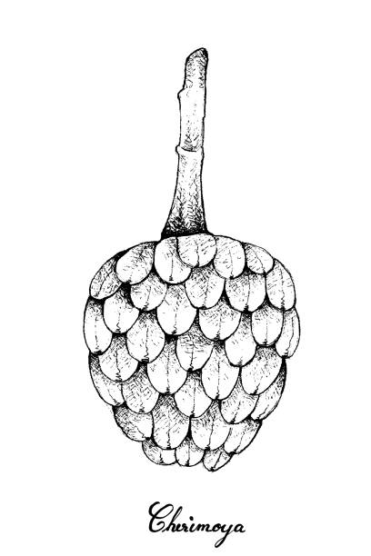 Hand Drawn of Ripe Cherimoya Fruit on White Background Tropical Fruit, Illustration Hand Drawn Sketch of Cherimoya, Annona Cherimola Fruit Isolated on White Background. A Rich Source of Vitamin C with Essential Nutrient for Life. annona reticulata stock illustrations
