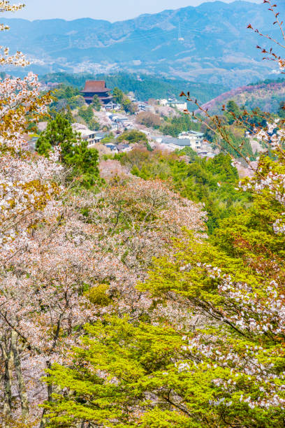 istock Nara's cherry blossoms, Spring Landscape in Yoshino Nara Japan 957773532