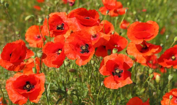 istock Poppy flowers. 957774970