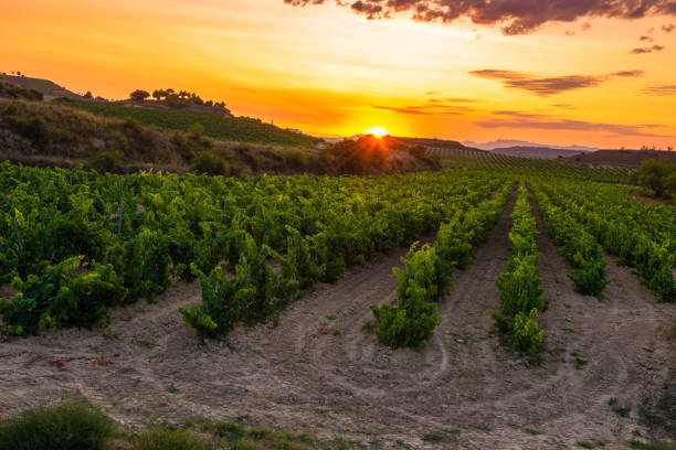 istock Vineyard at sunset, La Rioja, Spain 957777534