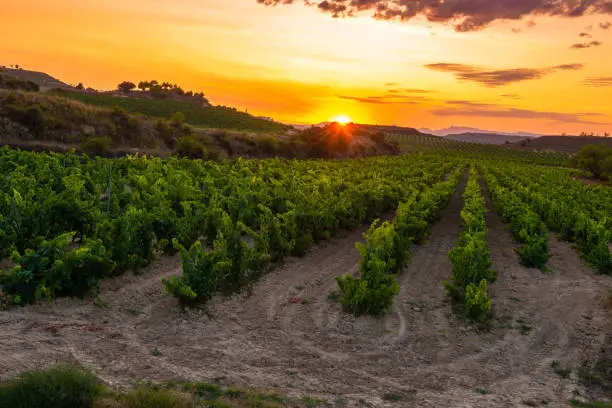 Vineyard at sunset, La Rioja in Spain