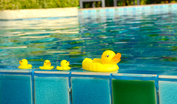istock yellow duck floating in a swimming pool 957782172