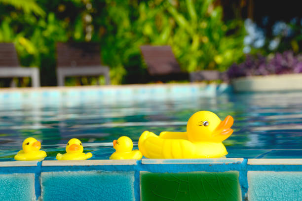 istock yellow duck floating in a swimming pool 957782200