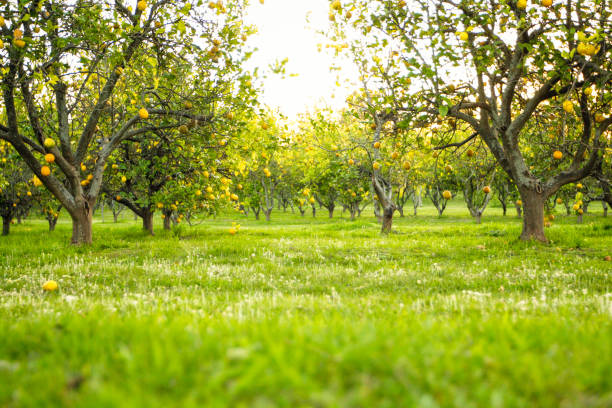 Lemon trees in early spring, low angle view orchard at sunset Yellow lemons, lemon trees, orchard, green grass and flowers on the ground. orchard photos stock pictures, royalty-free photos & images