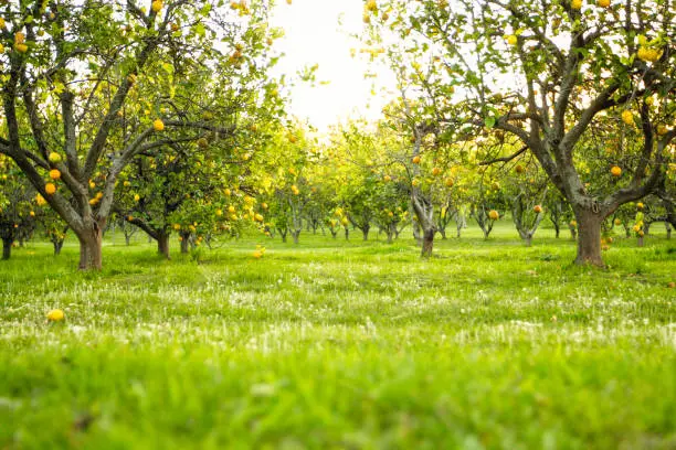 Photo of Lemon trees in early spring, low angle view orchard at sunset